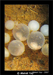 The culltle fish eggs in the coconut shell.
Sulawesi str... by Ahmet Yay 